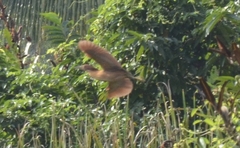 Ixobrychus cinnamomeus