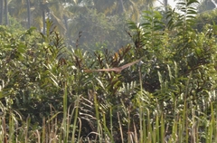 Ixobrychus cinnamomeus