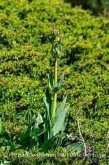 Gentiana lutea lutea