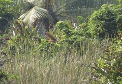 Ixobrychus cinnamomeus