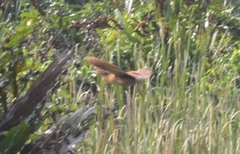 Ixobrychus cinnamomeus