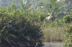 Ixobrychus cinnamomeus