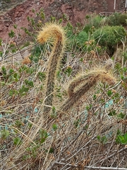 Corryocactus erectus