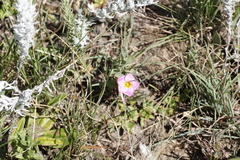 Oxalis obliquifolia