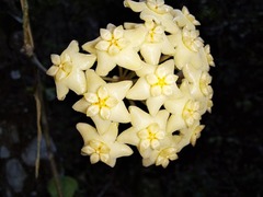 Hoya nicholsoniae