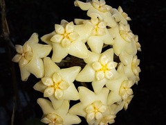 Hoya nicholsoniae