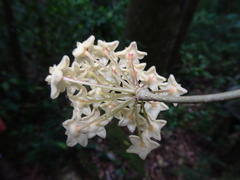Hoya nicholsoniae
