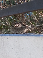 Funambulus pennantii