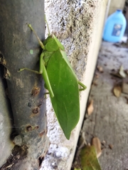 Stilpnochlora