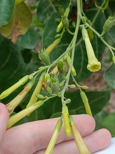 Image of Nicotiana paniculata by no rights reserved