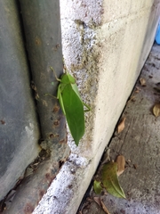 Stilpnochlora