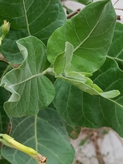 Nicotiana paniculata
