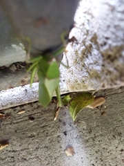 Stilpnochlora