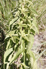 Coleus calycinus