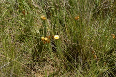 Helichrysum herbaceum