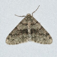 Phigalia strigataria