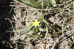 Hypoxis argentea