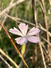 Dianthus strictus