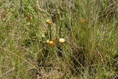 Helichrysum herbaceum