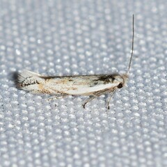 Bucculatrix staintonella