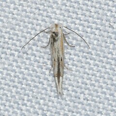 Bucculatrix staintonella