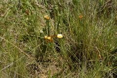 Helichrysum herbaceum