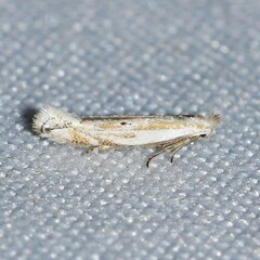 Bucculatrix staintonella