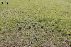 Conostomium natalense