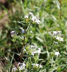 Conostomium natalense
