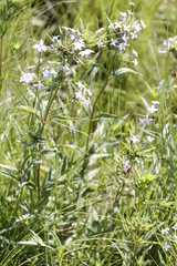 Conostomium natalense