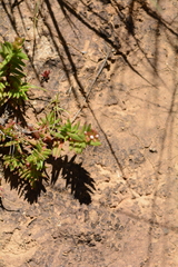 Crassula dependens