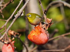 Zosterops japonicus
