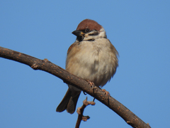 Passer montanus