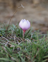 Colchicum triphyllum