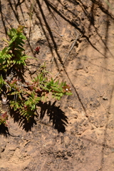Crassula dependens