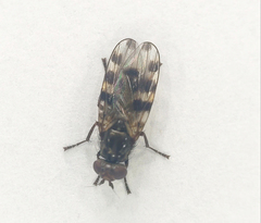 Ceroxys hortulana