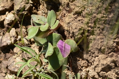 Merwilla plumbea