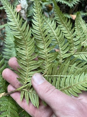 Woodwardia semicordata