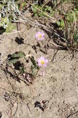 Oxalis obliquifolia