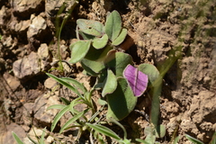 Merwilla plumbea