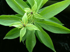 Paris verticillata