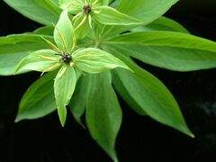Paris verticillata