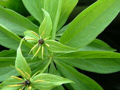 Paris verticillata