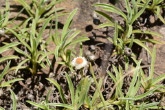Helichrysum chionosphaerum