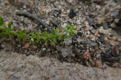 Galium verrucosum