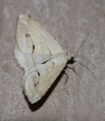 Chiasmia subcurvaria