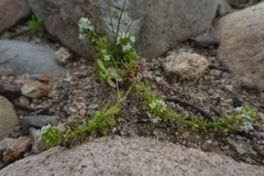 Galium verrucosum