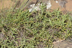 Helichrysum chionosphaerum