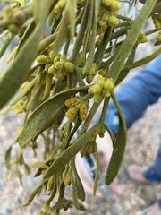 Phoradendron galeottii