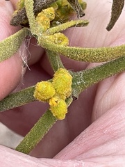 Phoradendron galeottii